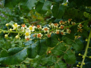Boswellia (Frankincense) – an ancient remedy known for soothing the scalp, reducing inflammation, and promoting strong, healthy hair.