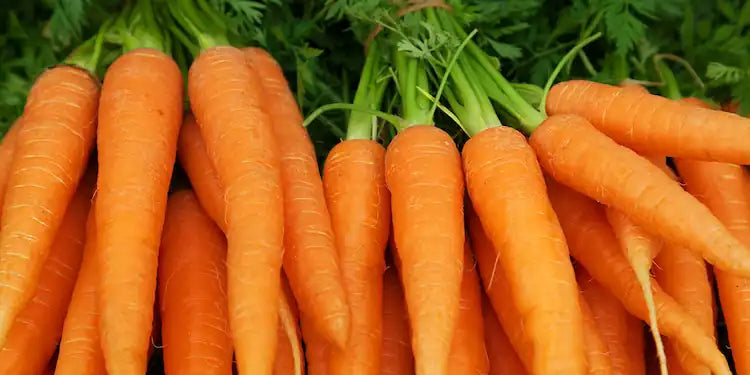 Carrot seed oil – rich in antioxidants and beta-carotene, supporting hair growth, UV protection, and anti-aging skincare.