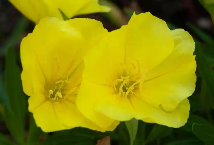 Evening Primrose Oil – packed with Omega-6 fatty acids to deeply nourish the scalp, promote hair growth, and reduce inflammation.