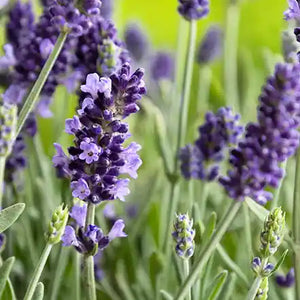 Lavender essential oil – known for promoting scalp circulation, reducing dandruff, and providing a calming, anti-inflammatory effect.