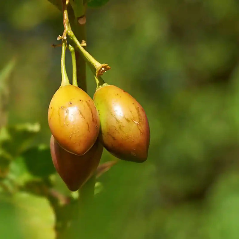 Marula Oil – a lightweight, fast-absorbing oil that tames frizz, boosts shine, and provides antioxidant protection for hair and skin.