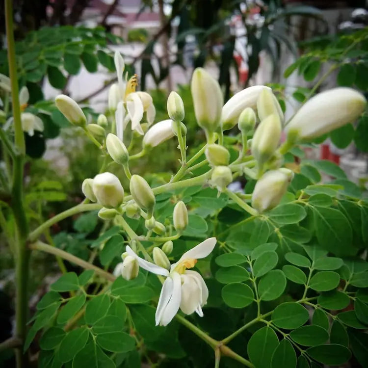 Moringa Oil – packed with vitamins and antioxidants, deeply conditions hair, strengthens roots, and promotes healthy scalp circulation.
