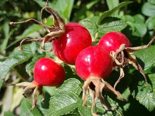 Rose Hip Oil – a nutrient-rich oil that restores shine, reduces scalp inflammation, and supports hair growth with antioxidants.