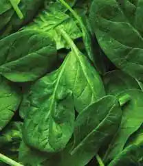 Vitamin E – a powerful antioxidant that protects hair and skin from environmental damage while promoting hydration and repair.